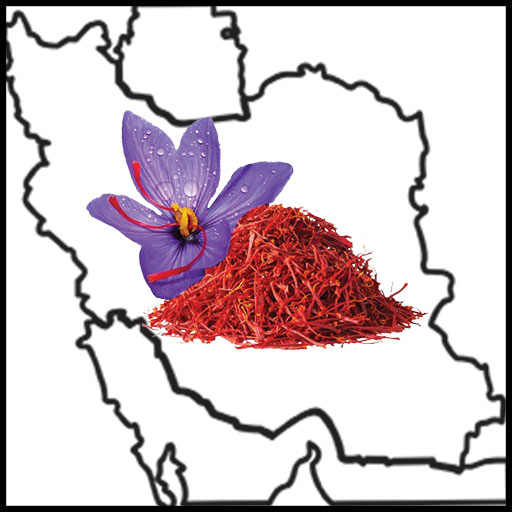 گستردگی کشت زعفران در ایران